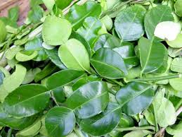 Kaffir leaves