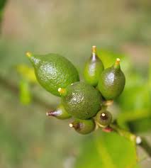 Baby lemons falling off a tree