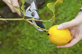 Pruning Eureka lemon tree