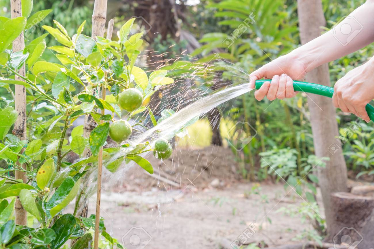 How To Repot Lime Plant